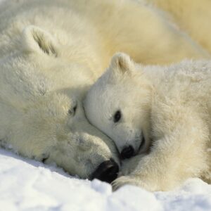 Papel Parede Polar Bears 1-605