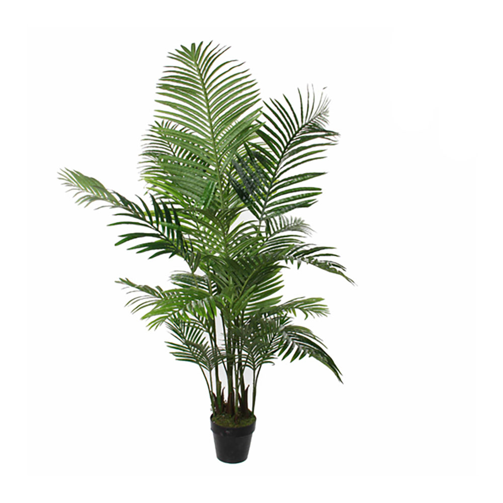 PLANTA PALMEIRA ARECA 9+8+ Ø80x160cm